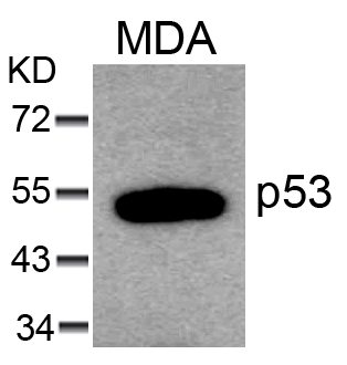 p53(Ab-6) Antibody