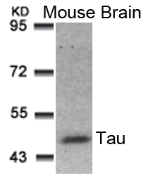 Tau(Ab-181) Antibody