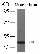 Tau(Ab-231) Antibody