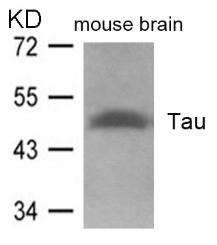 Tau(Ab-262) Antibody