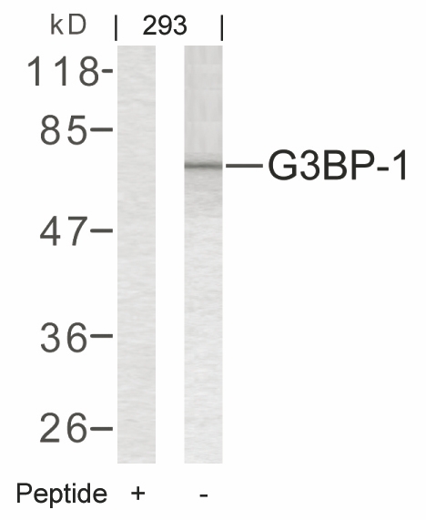 G3BP-1(Ab-232) Antibody