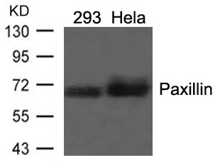 Paxillin(Ab-118) Antibody