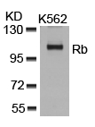 Rb(Ab-807) Antibody