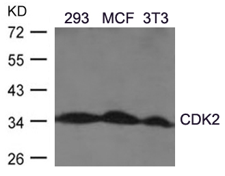 CDK2(Ab-160) Antibody
