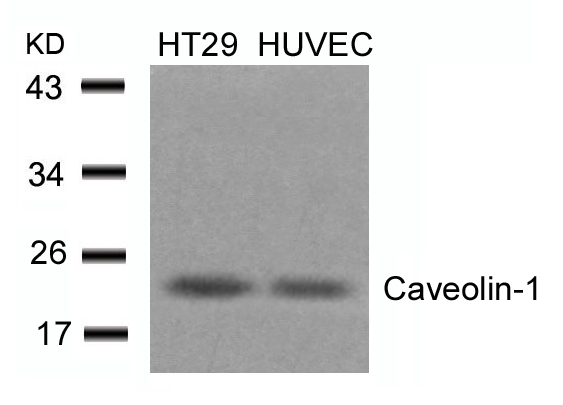 Caveolin-1(Ab-14) Antibody