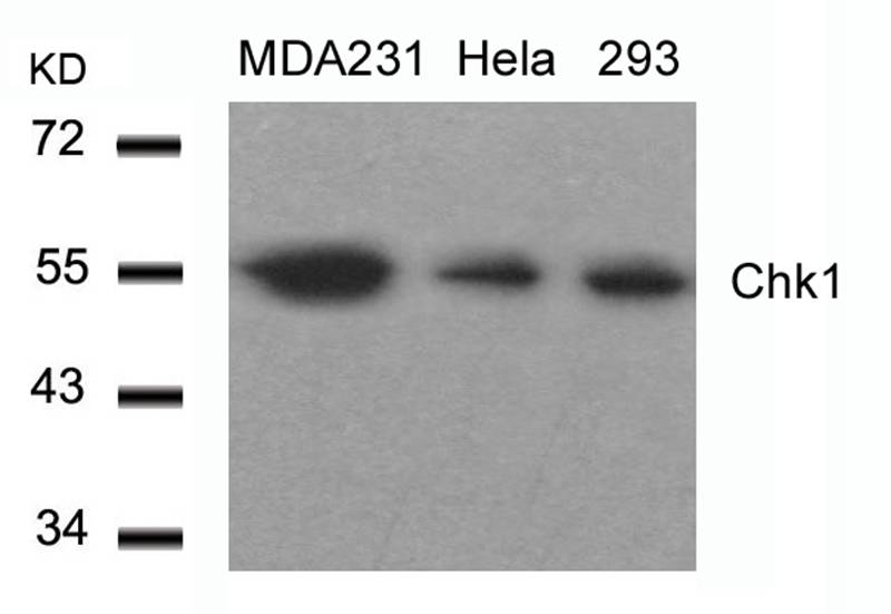 Chk1(Ab-317) Antibody