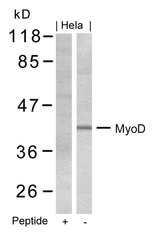 MyoD(Ab-200) Antibody