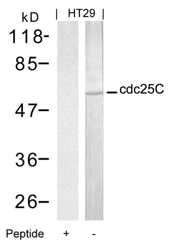 cdc25C(Ab-216) Antibody