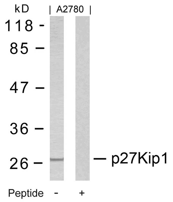 p27Kip1(Ab-10) Antibody
