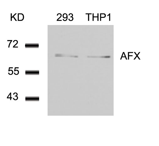 AFX(Ab-197) Antibody