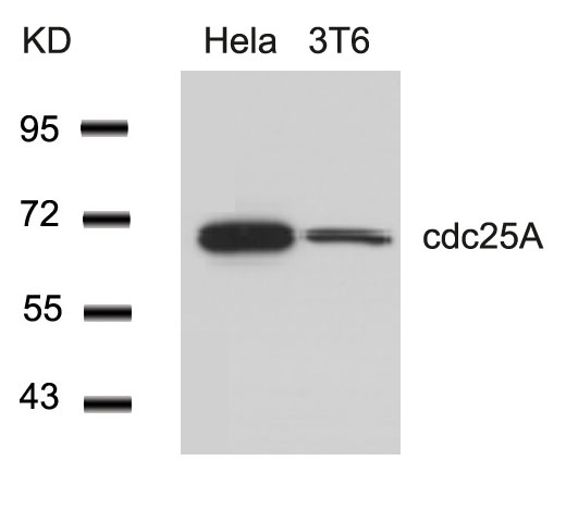 cdc25A(Ab-76) Antibody