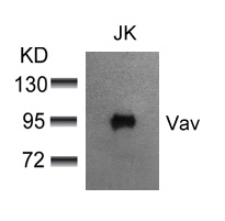 Vav(Ab-174) Antibody
