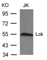 Lck(Ab-394) Antibody