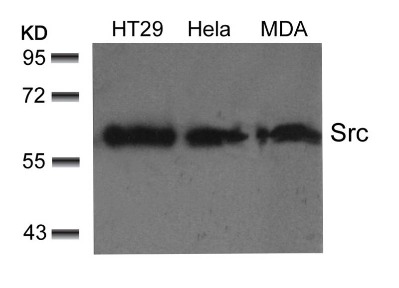 Src(Ab-529) Antibody