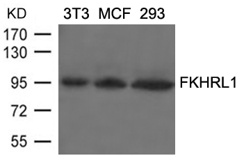 FKHRL1(Ab-253) Antibody
