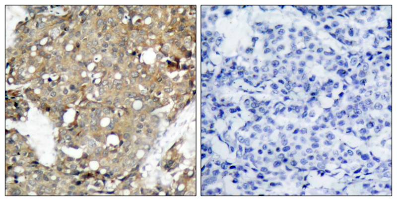 STAT1(Ab-727) Antibody
