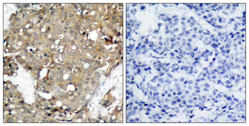 STAT1(Ab-727) Antibody