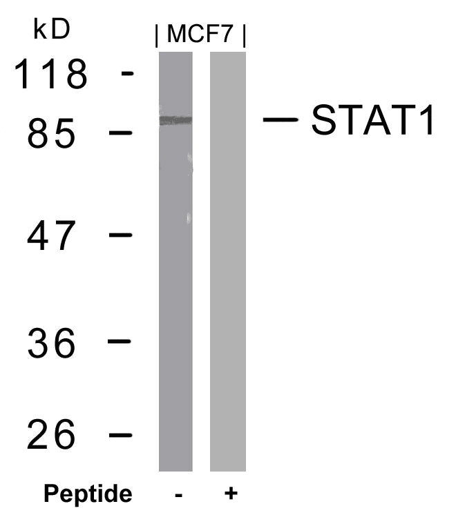 STAT1(Ab-727) Antibody