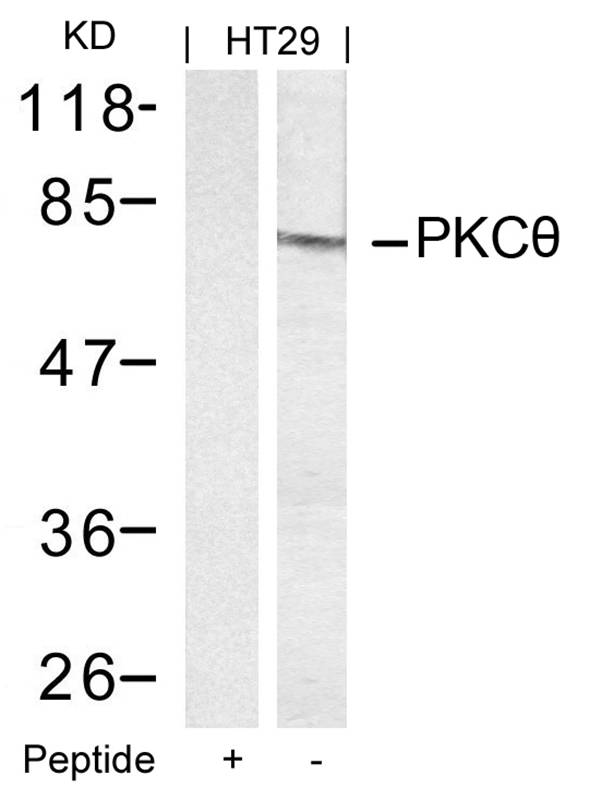 PKCth(Ab-695) Antibody