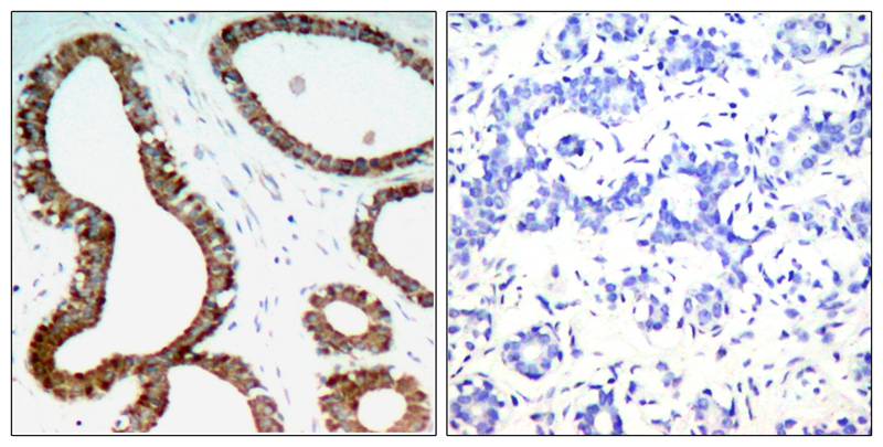 14-3-3z(Ab-58) Antibody