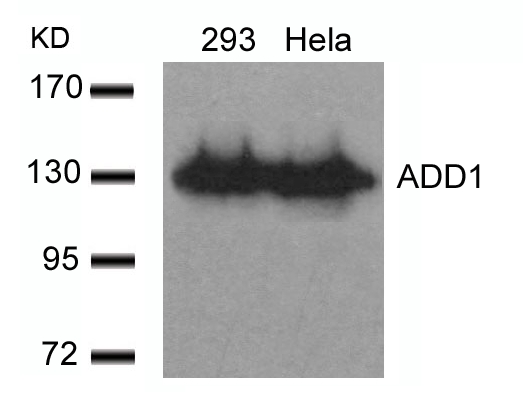 ADD1(Ab-726) Antibody