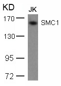 SMC1(Ab-957) Antibody