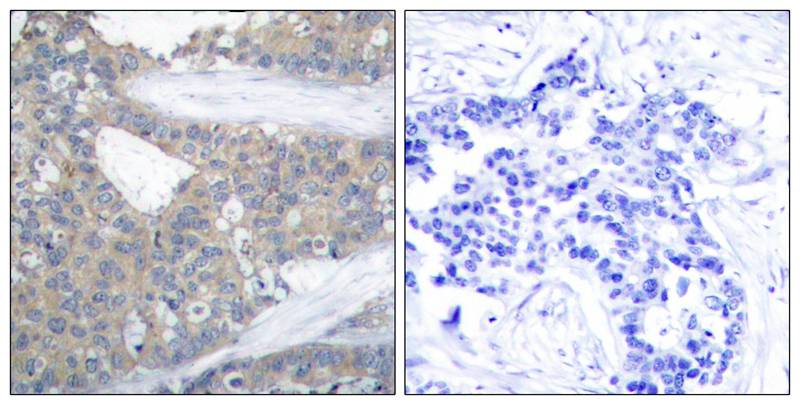 Paxillin(Ab-31) Antibody