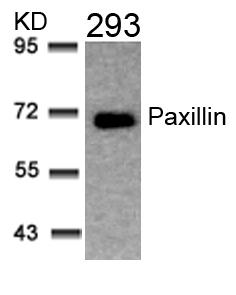 Paxillin(Ab-31) Antibody