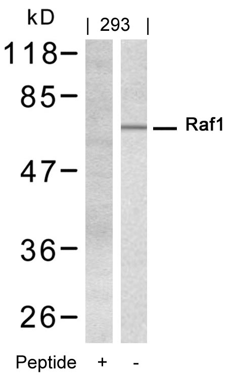 Raf1(Ab-338) Antibody