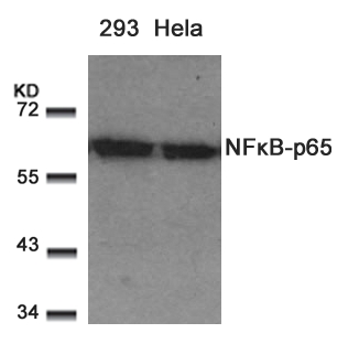NFkB-p65(Ab-529) Antibody
