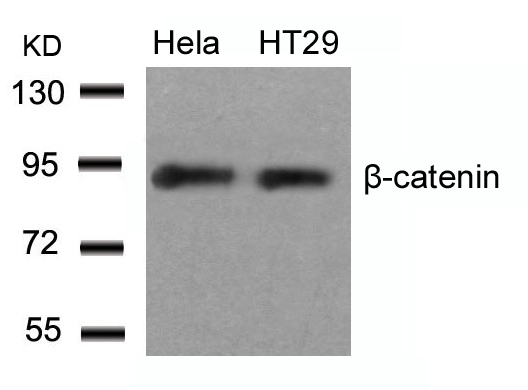 b-Catenin(Ab-33) Antibody