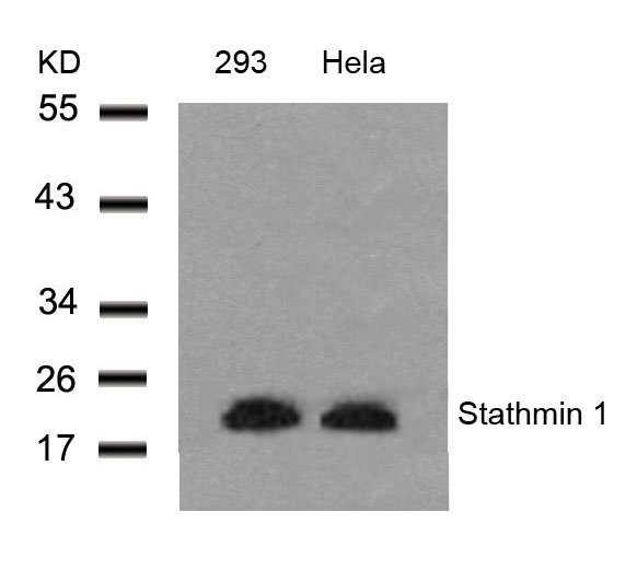 Stathmin1(Ab-25) Antibody
