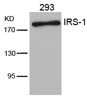 IRS-1(Ab-636) Antibody