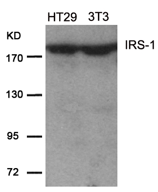IRS-1(Ab-639) Antibody