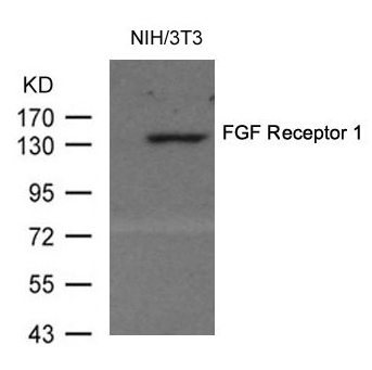 FGF Receptor 1(Ab-154) Antibody