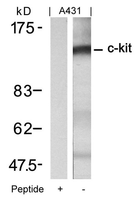 c-Kit(Ab-721) Antibody