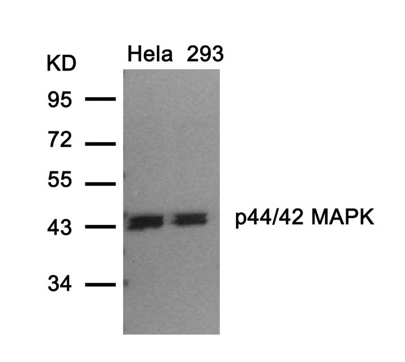 p44/42 MAP Kinase(Ab-202) Antibody