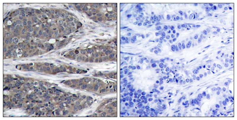 NFkB-p105(Ab-932) Antibody