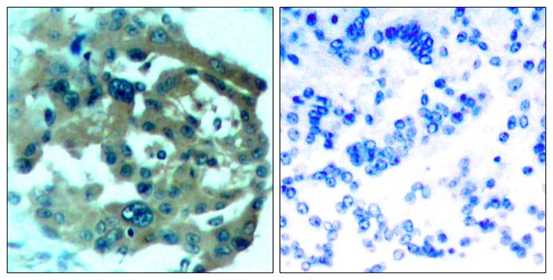 Merlin(Ab-518) Antibody