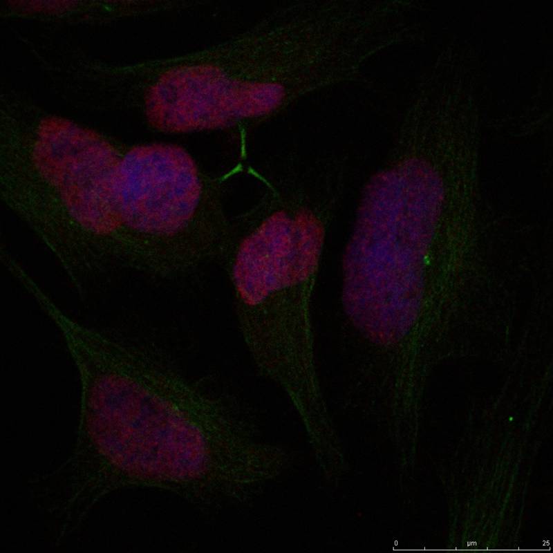 Histone H2A.X(Ab-139) Antibody