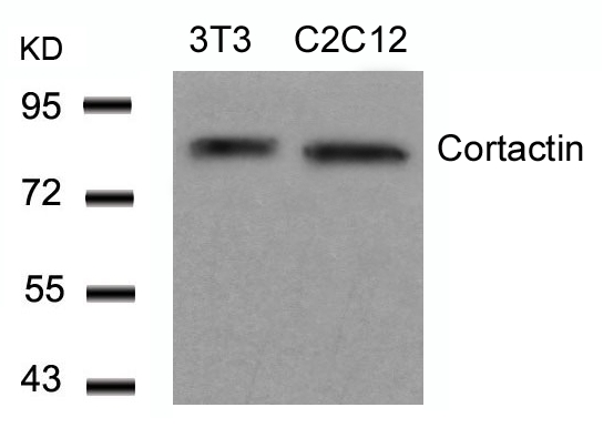 Cortactin(Ab-466) Antibody