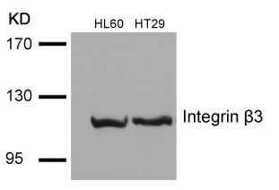 Integrin b3(Ab-785) Antibody