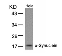 a-Synuclein(Ab-133) Antibody