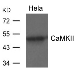 CaMKII(Ab-286) Antibody