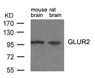 GluR2 (Ab-880) antibody