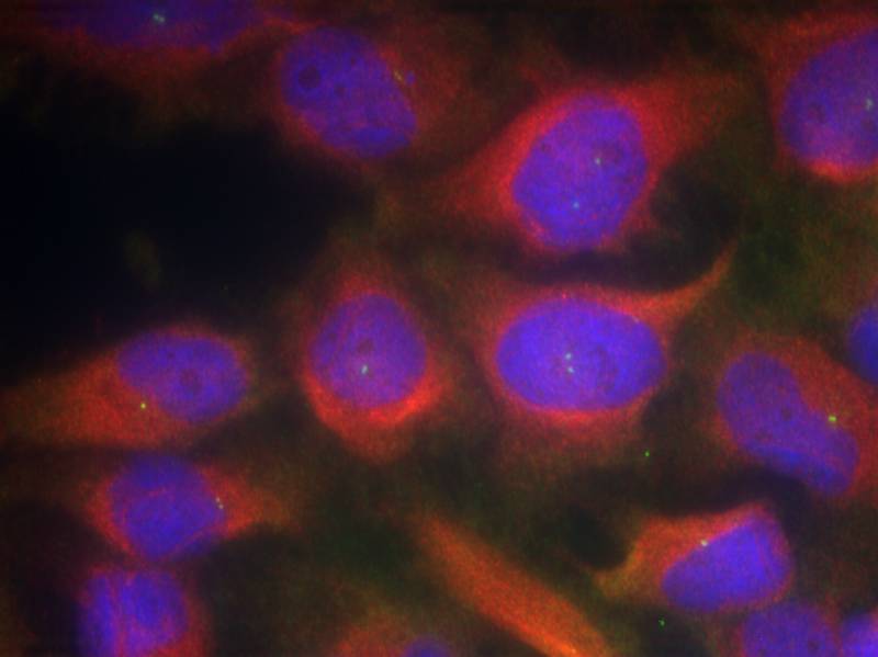 NMDAR1(Ab-897) Antibody