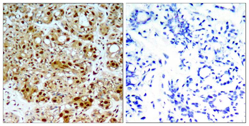 HSP90B(Ab-254) Antibody