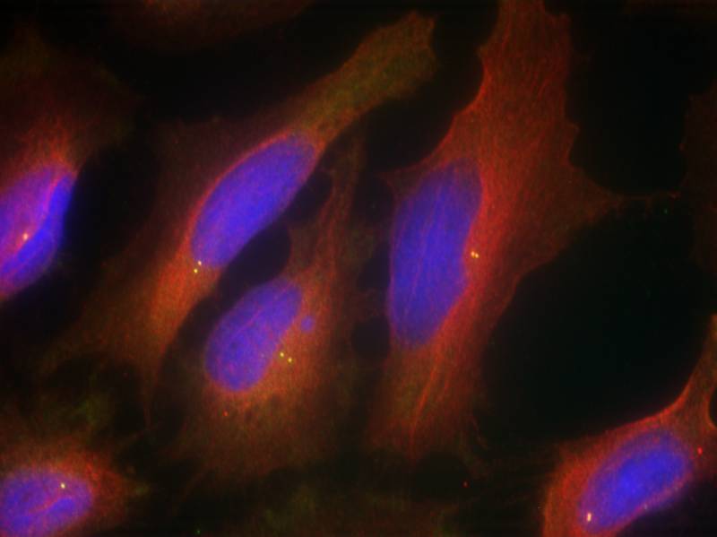 Synaptotagmin 1 (Ab-309) Antibody