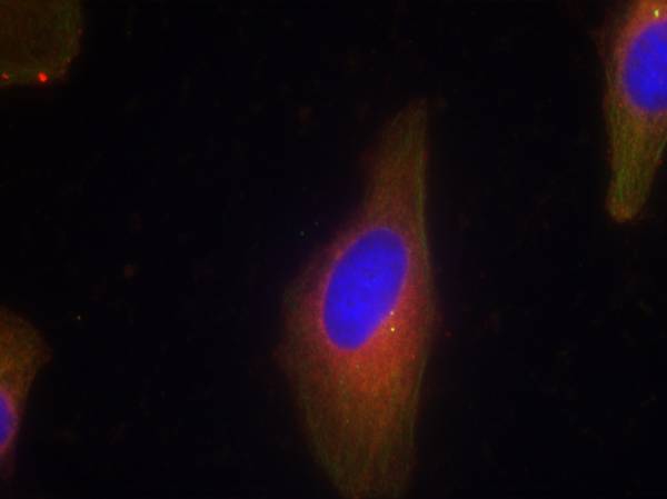 Synaptotagmin 1/2 (Ab-202/199) Antibody