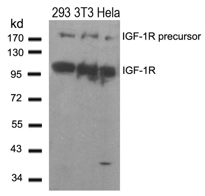 IGF-1R(Ab-1280) Antibody